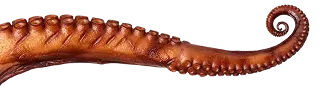 tentacle poulpe horizontal